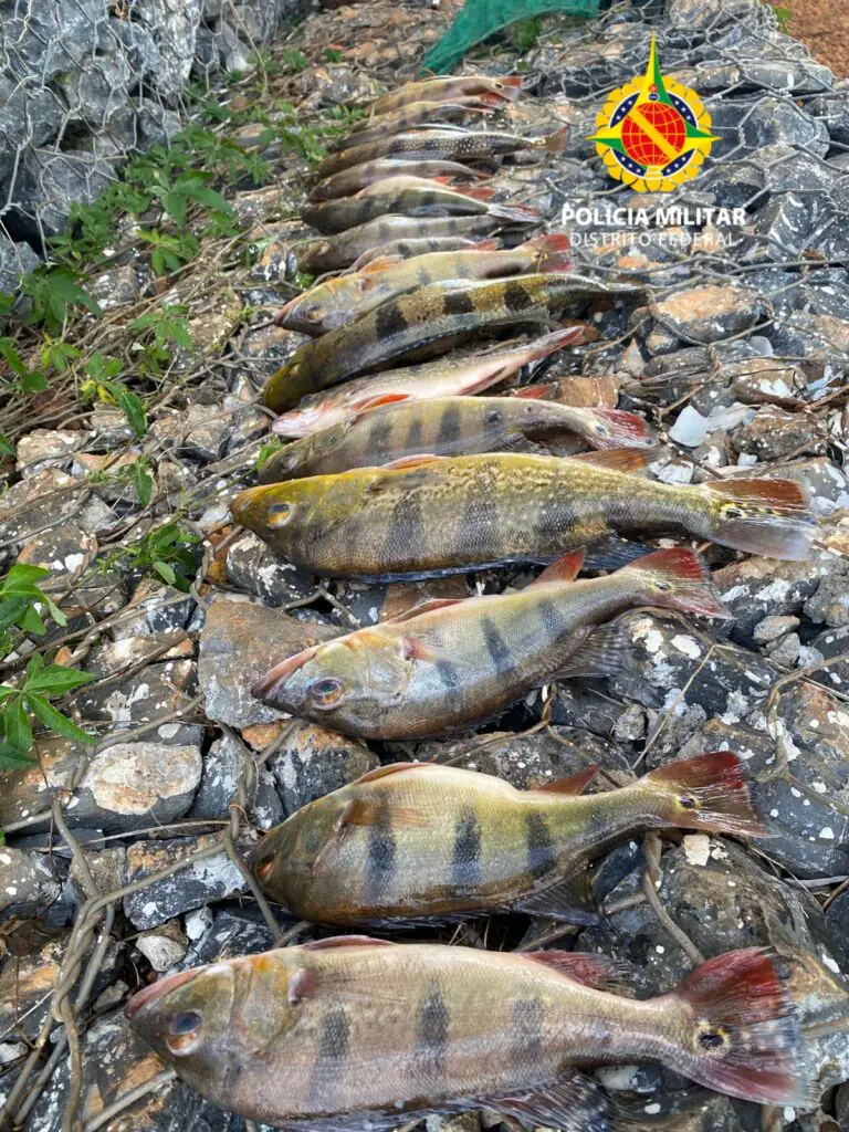 LAGO PARANOÁ- Dois homens foram presos, portando redes de malhas reduzidas, petrecho de uso proibido.